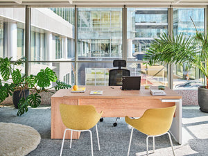 Mito Executive Wooden Desk with Tub Chairs and Indoor Plant in Modern Office Setting