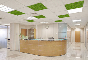 Xelu Acoustic Moss Ceiling Panel in Green Finish with Reception Desk and Chair in Reception Setting