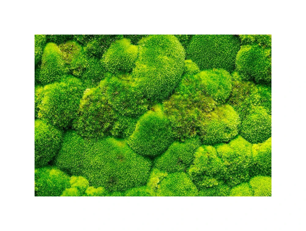 Green Mood Green Walls Ball Moss Close View