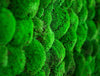 Green Mood Green Walls Ball Moss Showroom