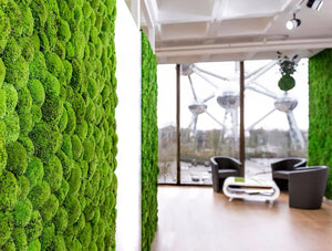 Green Mood Green Walls Ball Moss In Corner Seating Area