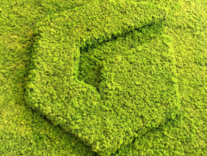 Green Mood Green Walls Lichen Moss 3D Logo In Belgium
