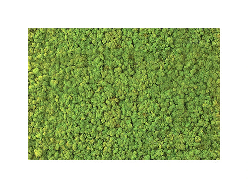 Green Mood Green Walls Lichen Moss Close View