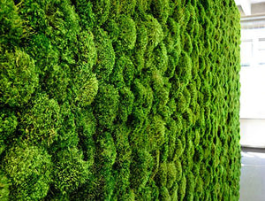 Green Mood Green Walls Lichen Moss
