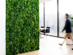 Green Mood Green Walls Provence Moss Showroom