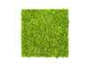 Green Mood Khloe Lichen Moss Frame 600 X 600Mm