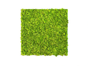Green Mood Khloe Lichen Moss Frame 600 X 600Mm