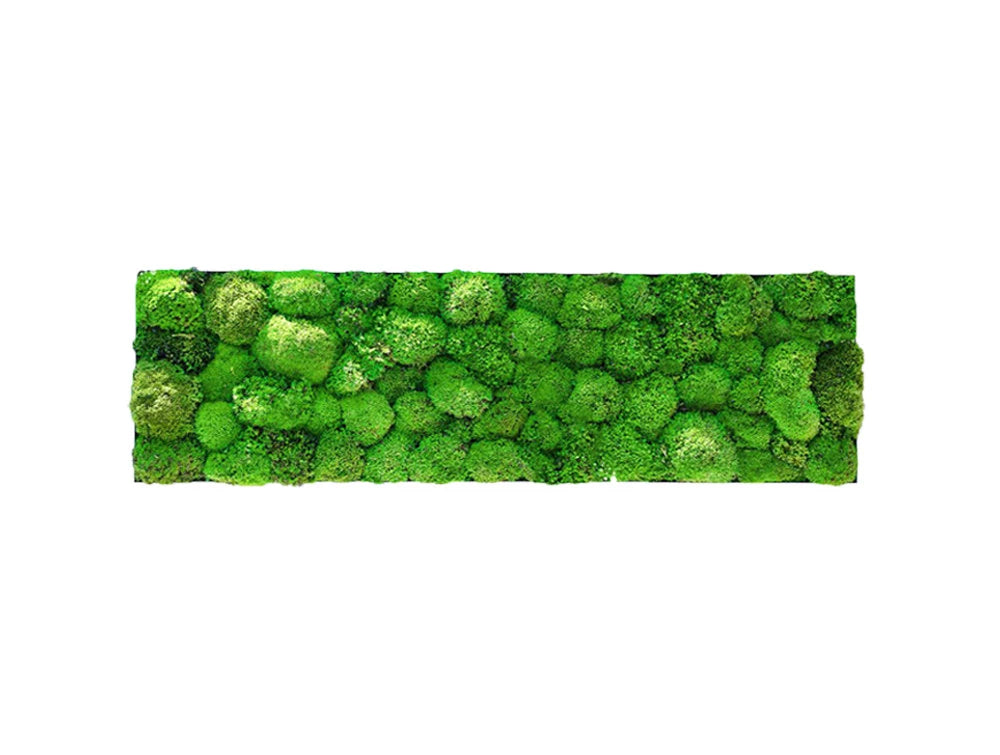 Green Mood Kokoon Ball Moss Frame 1150 X 350Mm