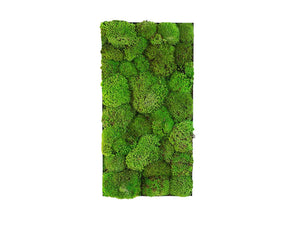 Green Mood Kokoon Ball Moss Frame 350 X 650Mm