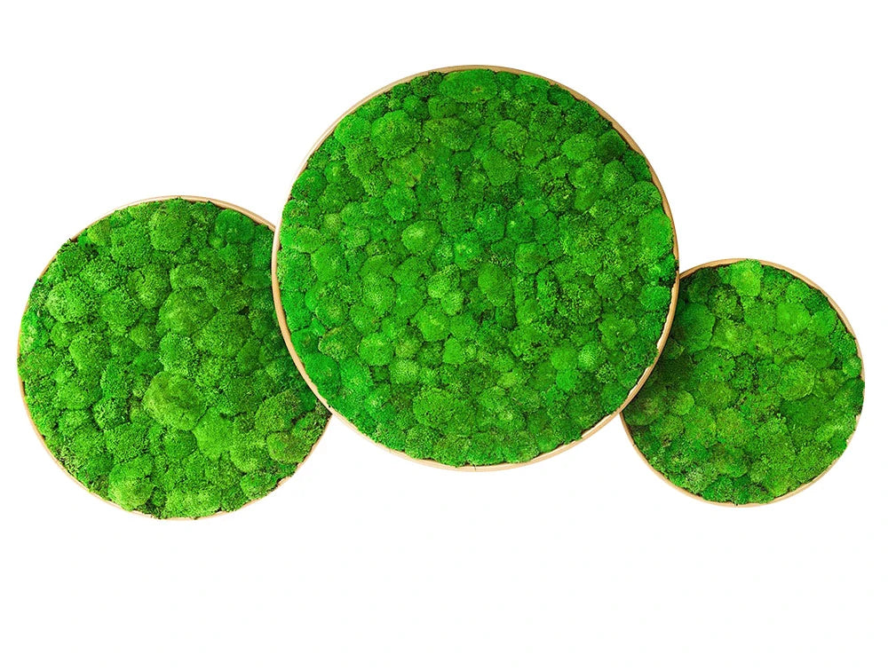 Green Mood Moss Acoustic Circle Wall Hanging Panels With Gold Structure And Ball Moss Filling Available In Different Sizes