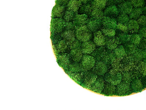 Green Mood Moss Acoustic Circle Wall Hanging Panels With Gold Structure And Ball Moss Filling Close View
