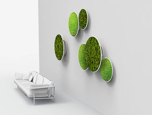Green Mood Moss Acoustic Circle Wall Hanging Panels With Matte White Structure And Lichen And Ball Moss Filling
