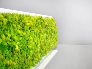 Green Mood Moss Acoustic Desk Screens With Matte White Structure Close Up