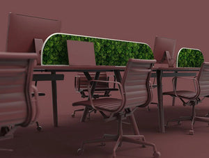 Green Mood Moss Acoustic Desk Screens With Matte White Structure In Maroon Office Setting Close View