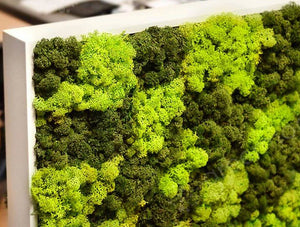 Green Mood Moss Acoustic Rectangular Free Standing Screen With Green Lichen Moss Filling Close View