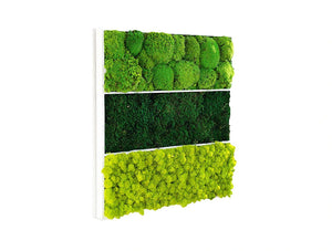 Green Mood Triple Unique Moss Frame 600 X 600Mm Side View
