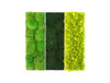 Green Mood Triple Unique Moss Frame 600 X 600Mm