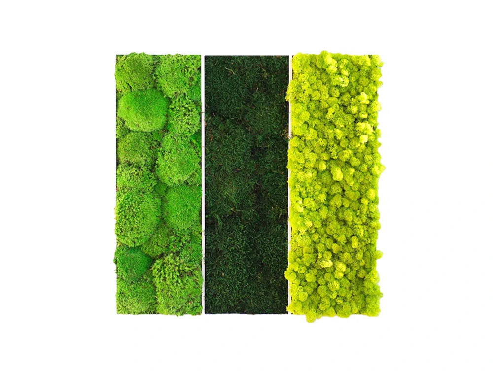 Green Mood Triple Unique Moss Frame 600 X 600Mm